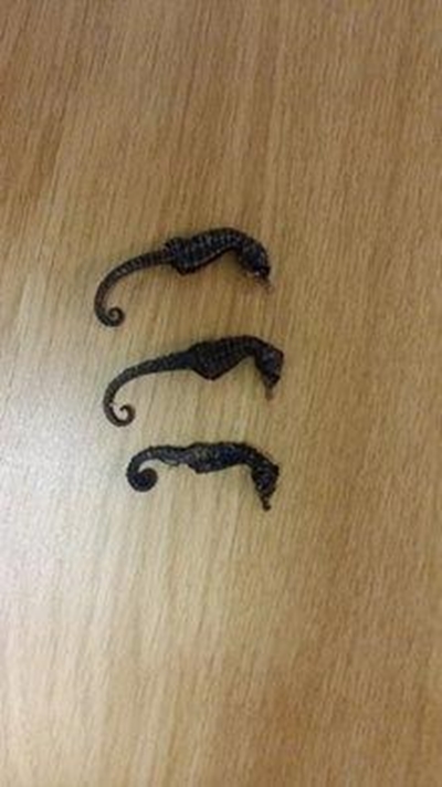 Knysna seahorses found dead